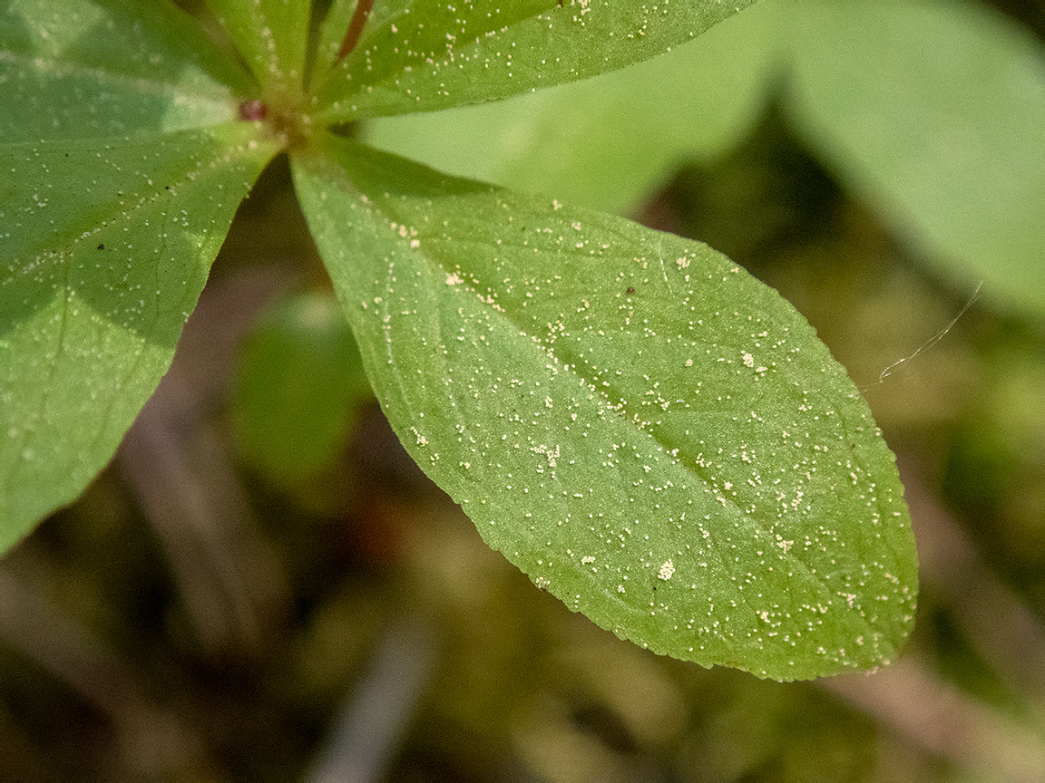 Изображение особи Trientalis europaea.