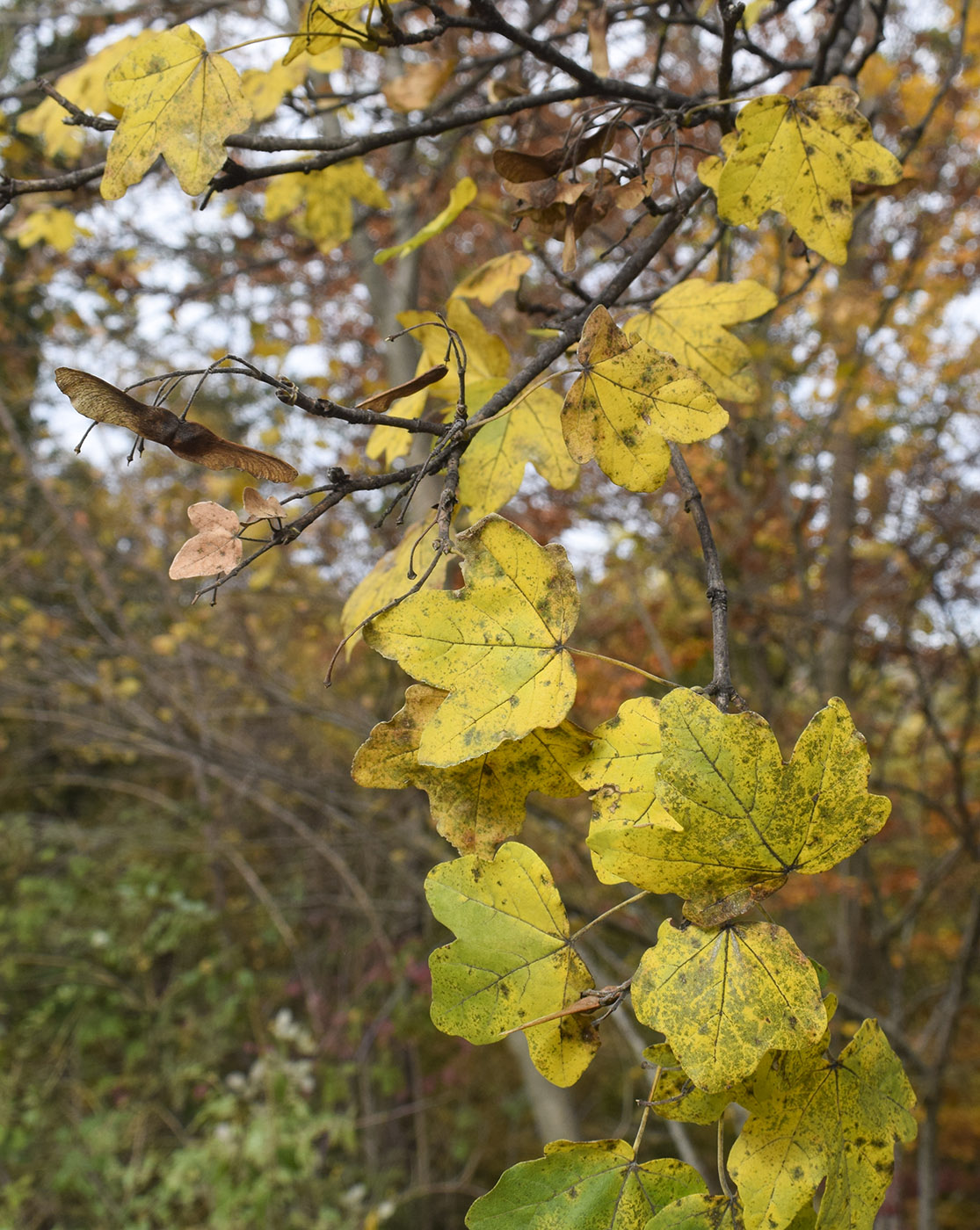 Image of Acer campestre specimen.