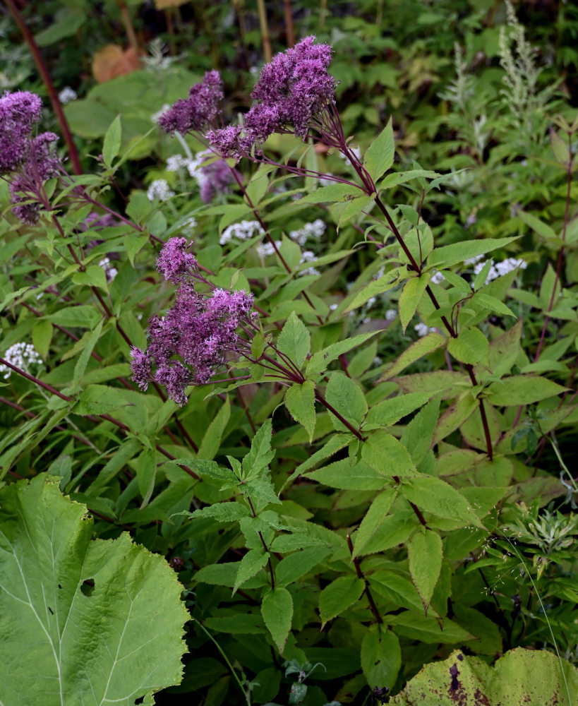 Изображение особи Eupatorium glehnii.