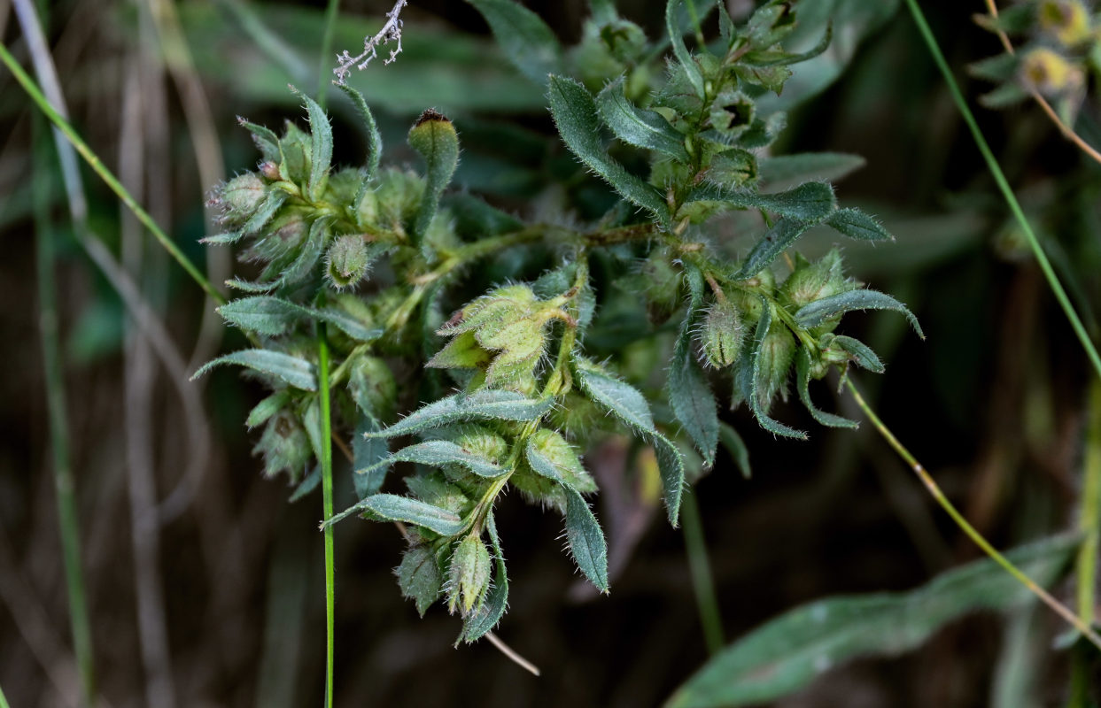 Image of Nonea rossica specimen.