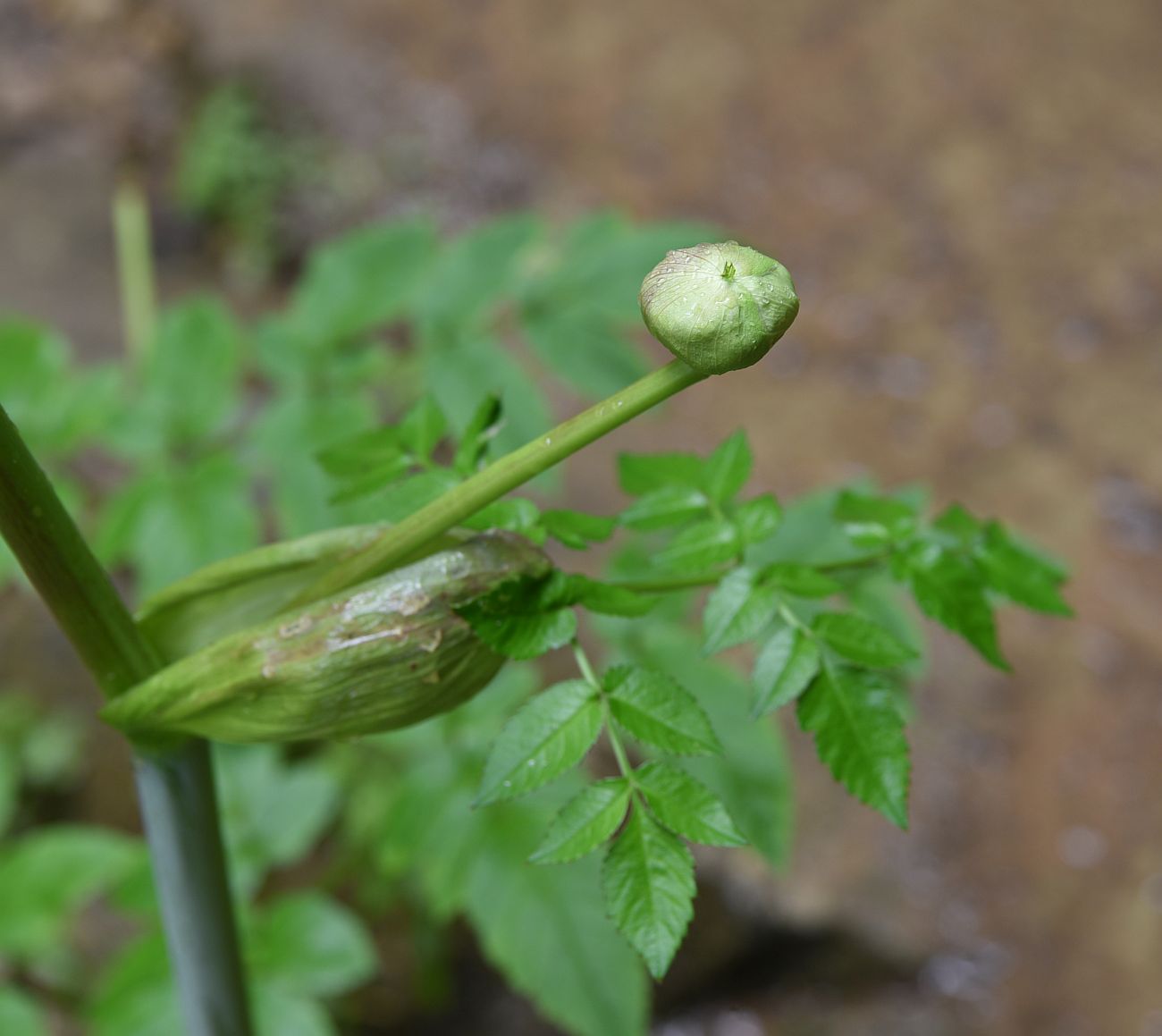 Изображение особи Angelica pachyptera.