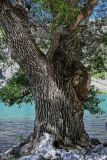 genus Populus