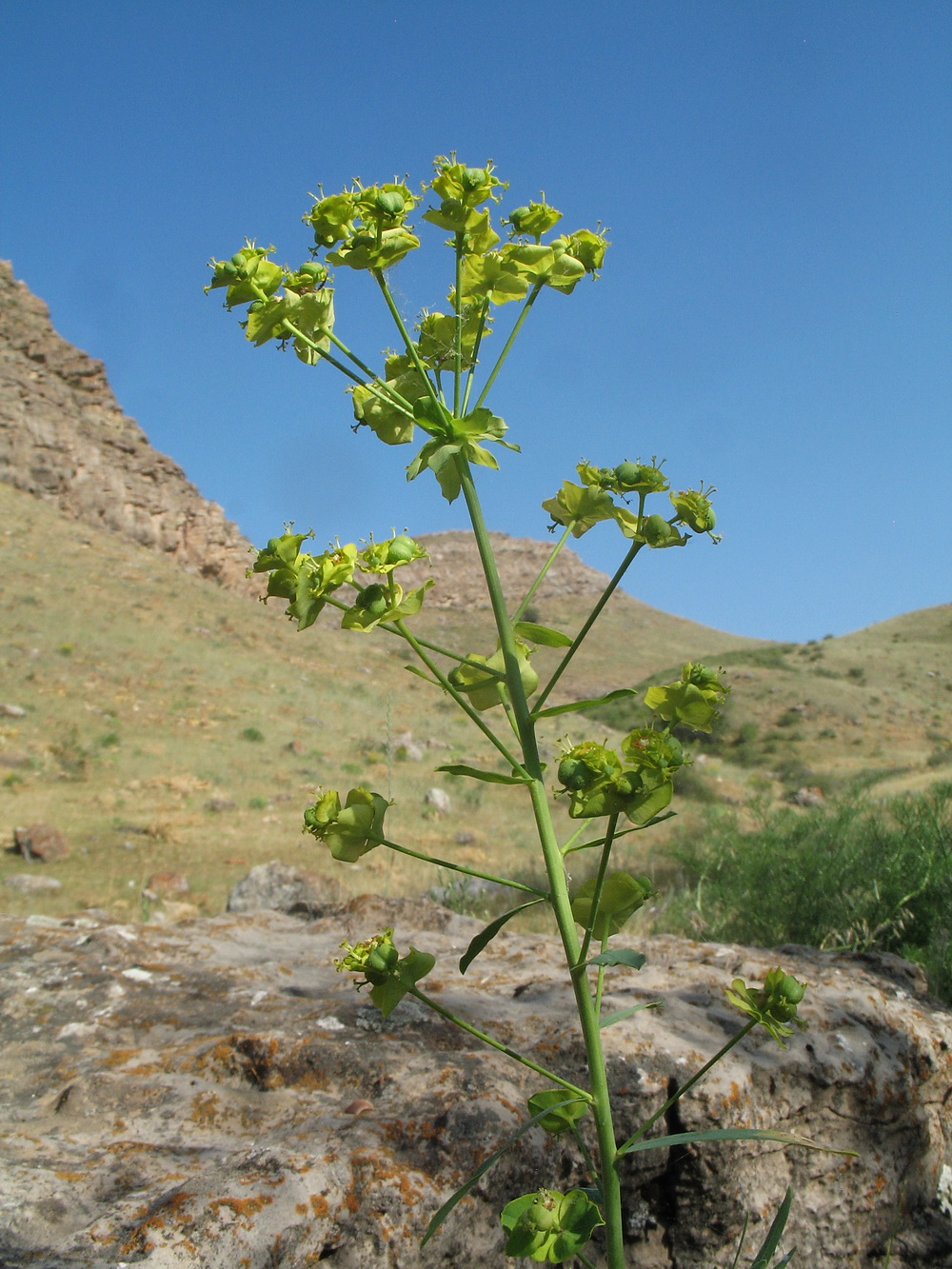 Image of Euphorbia jaxartica specimen.