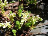 Sedum gracile