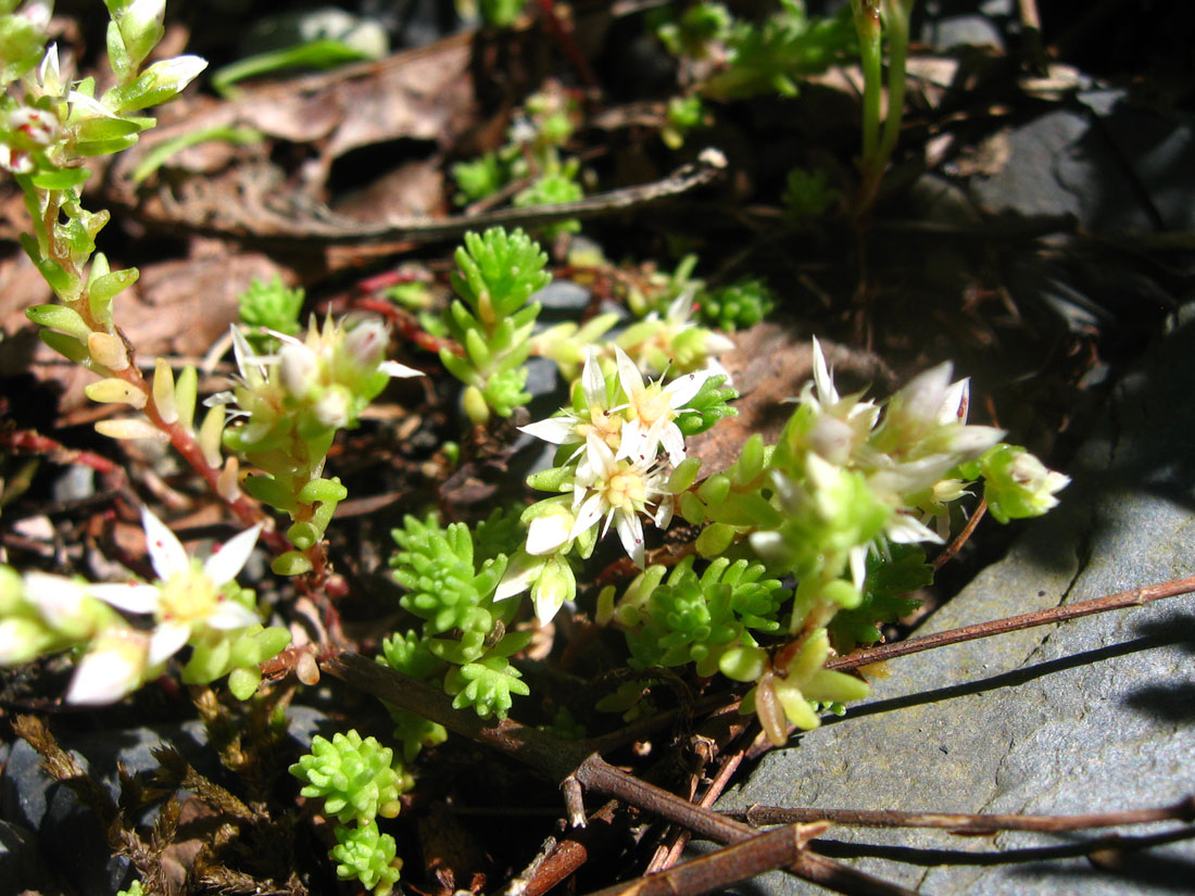 Изображение особи Sedum gracile.