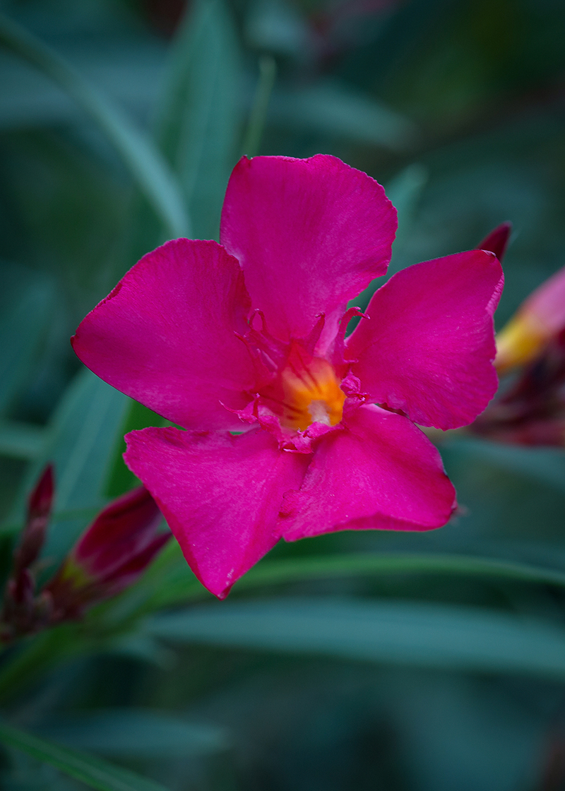 Изображение особи Nerium oleander.