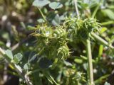 Medicago littoralis