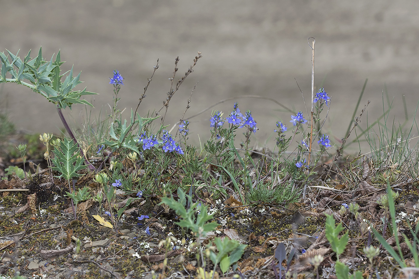 Image of Veronica capsellicarpa specimen.
