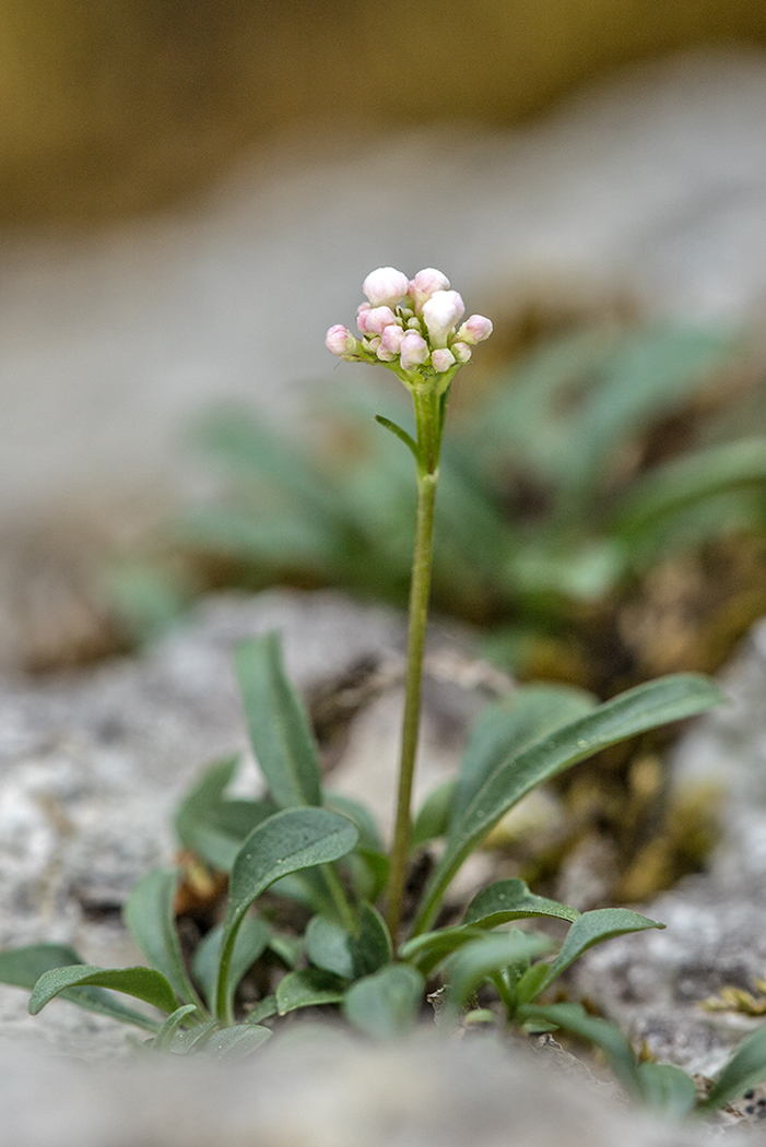 Изображение особи Valeriana tuberosa.