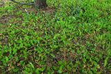 Rumex acetosa