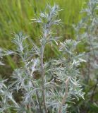 Artemisia sericea