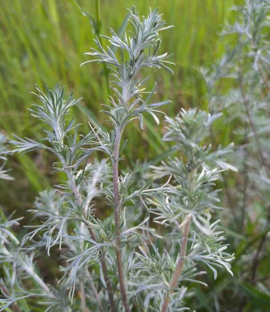Image of Artemisia sericea specimen.