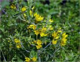 Lysimachia vulgaris. Цветущее растение с аномальным соцветием. Московская обл., Раменский р-н, окр. дер. Хрипань, садовый участок, сорное. 25.06.2024.