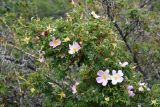 genus Rosa