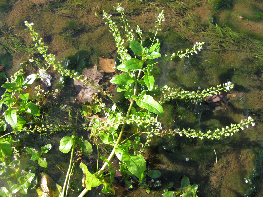 Изображение особи Veronica anagallis-aquatica.