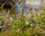 genus Minuartia
