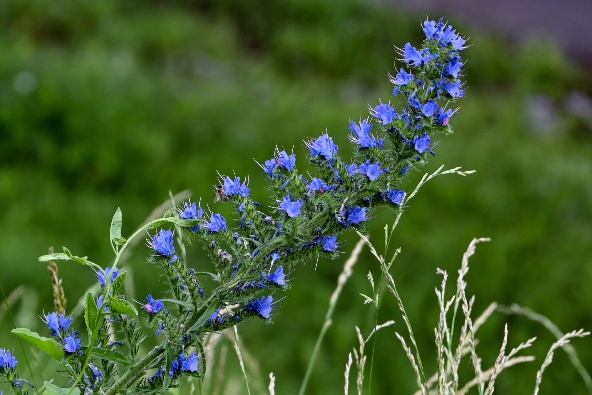 Изображение особи Echium vulgare.