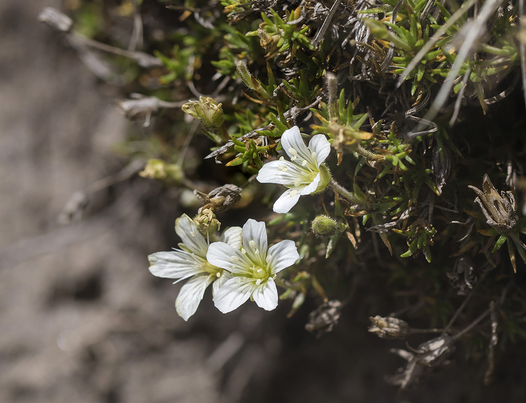 Image of Minuartia imbricata specimen.