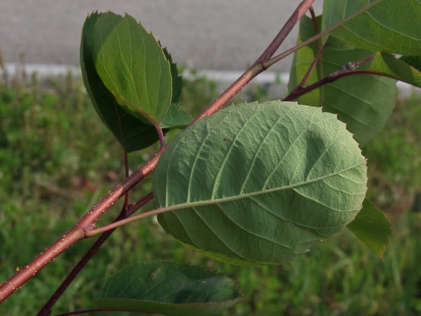 Изображение особи Amelanchier spicata.