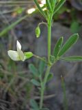 Lathyrus saxatilis