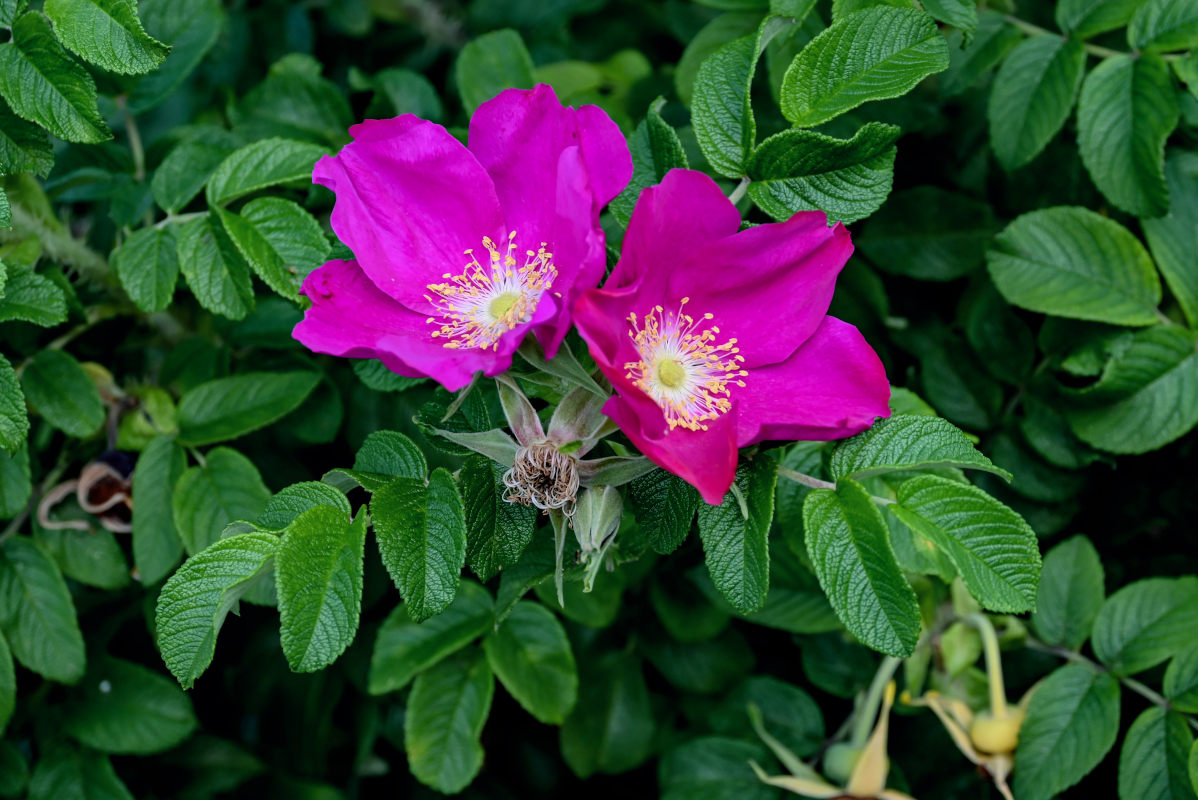Изображение особи Rosa rugosa.