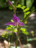 Cephalanthera rubra