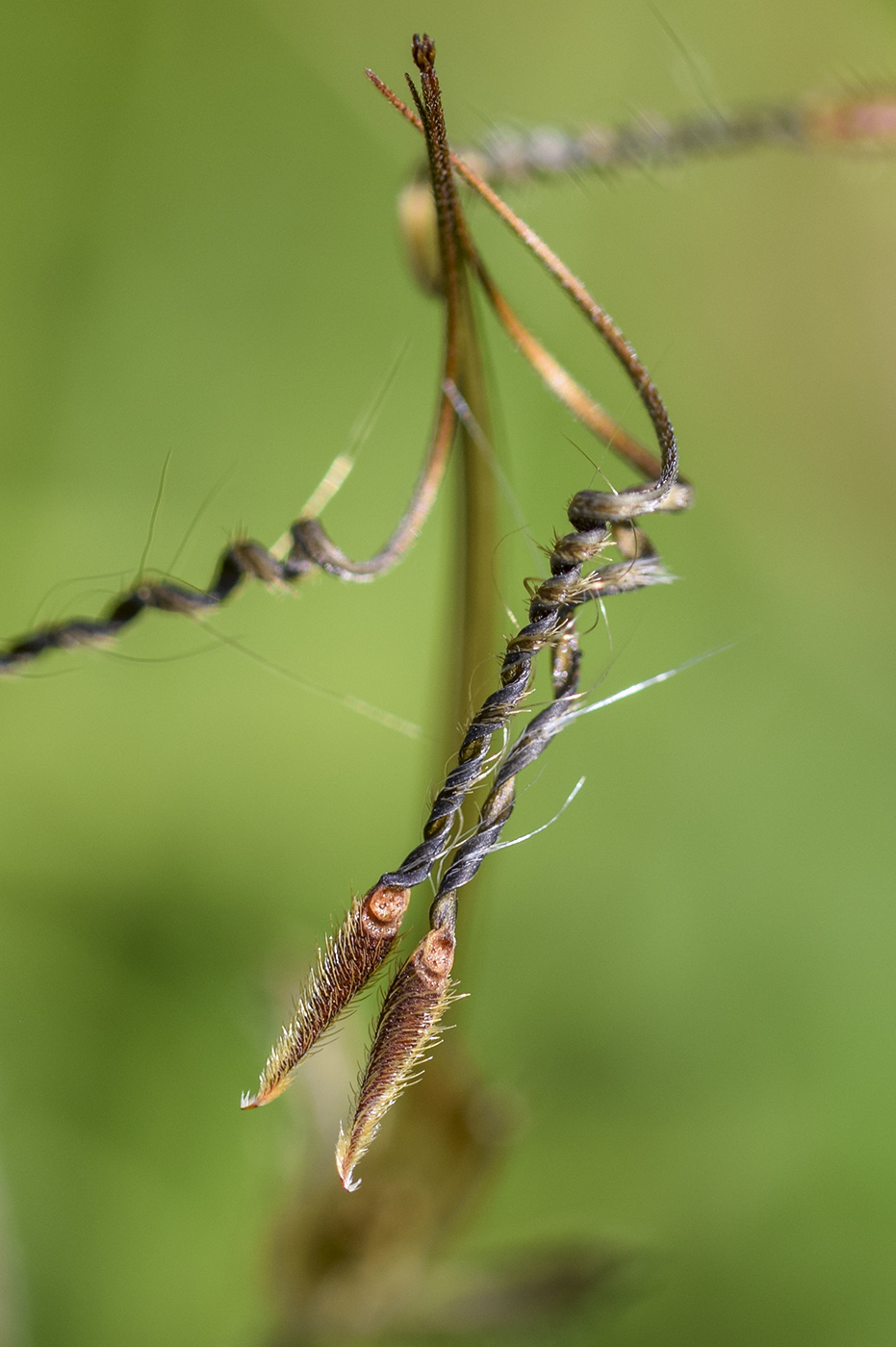 Image of Erodium moschatum specimen.