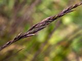 семейство Poaceae. Развивающееся соцветие. Тверская обл., Кимрский р-н, окр. г. Дубна, дамба Иваньковского вдхр., каменистый склон. 15.05.2024.
