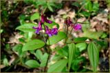 Lathyrus vernus