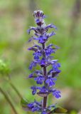 Ajuga reptans. Верхушка соцветия. Краснодарский край, Крымский р-н, окр. станицы Неберджаевская, ур. Темрючки, грабово-дубовый лес, у лесного ручья. 26.04.2025.
