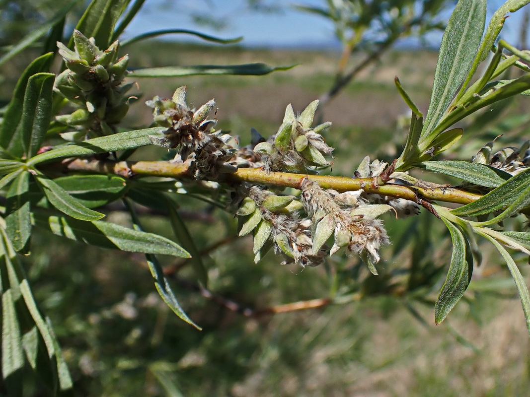 Изображение особи Salix schwerinii.