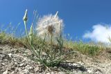 Tragopogon dubius. Плодоносящее растение. Краснодарский край, м/о г. Новороссийск, берег Суджукской лагуны, осыпной склон. 01.06.2025.