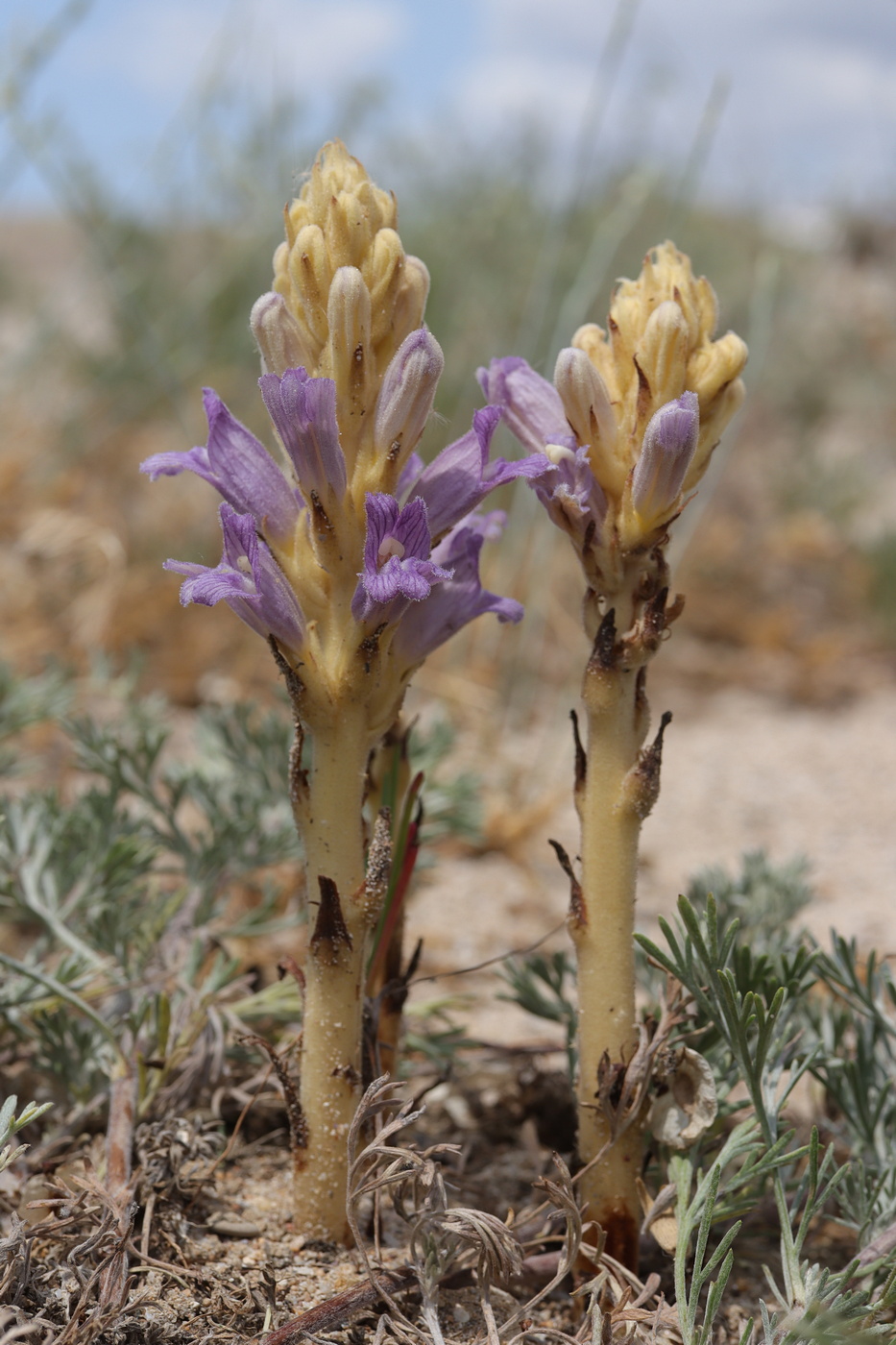 Image of Phelipanche arenaria specimen.