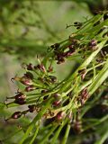 Fraxinus mandshurica. Часть женского соцветия. Хабаровский край, окр. г. Комсомольск-на-Амуре, Силинский лесопарк. 01.06.2025.