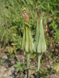 Tragopogon orientalis
