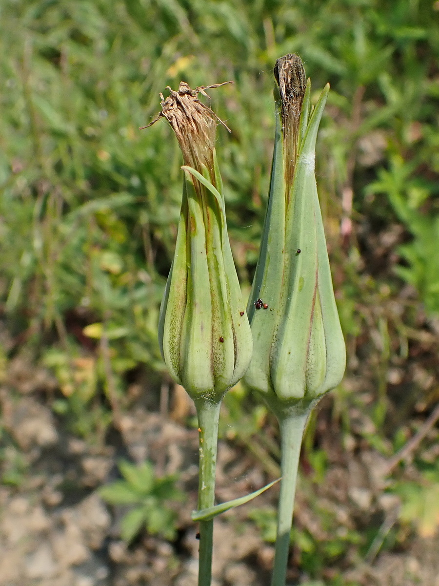 Изображение особи Tragopogon orientalis.