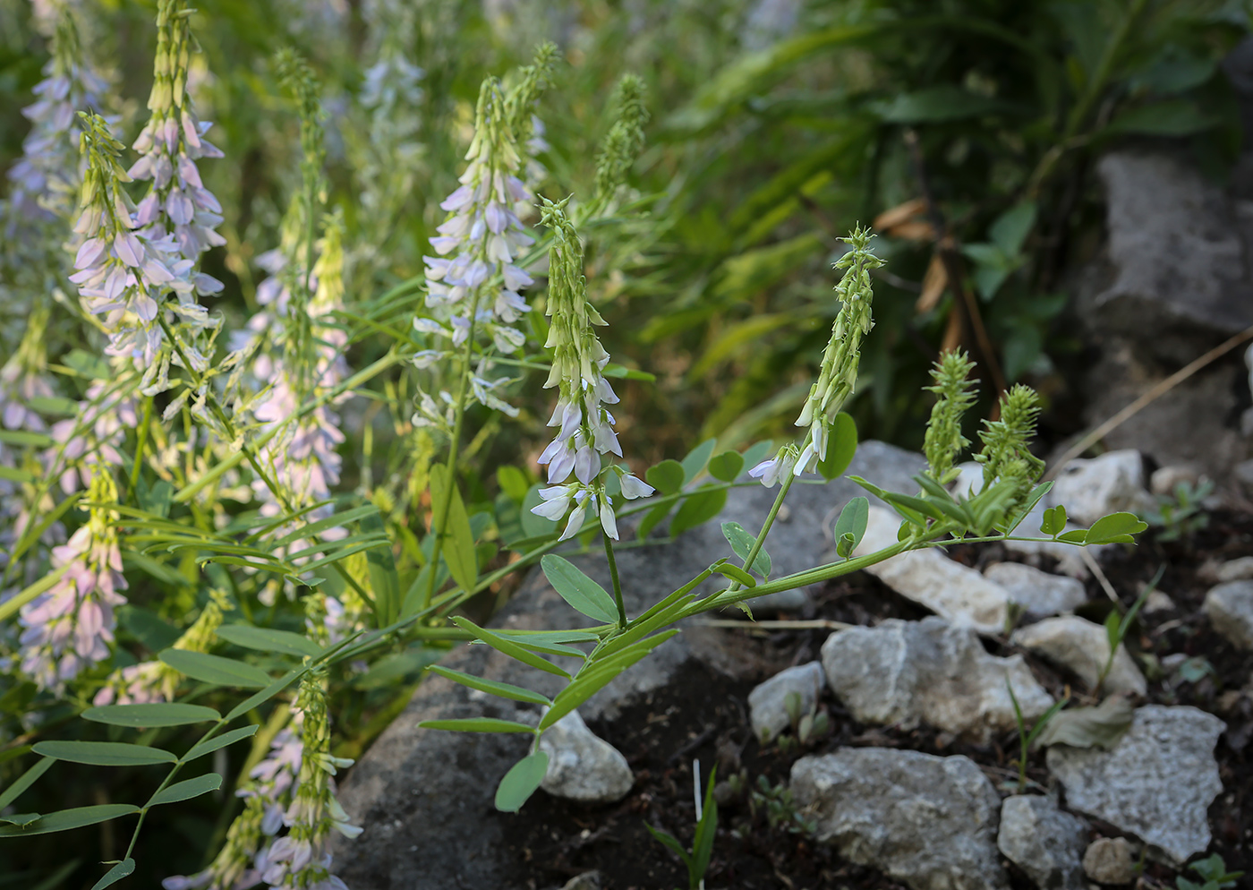 Изображение особи Galega officinalis.