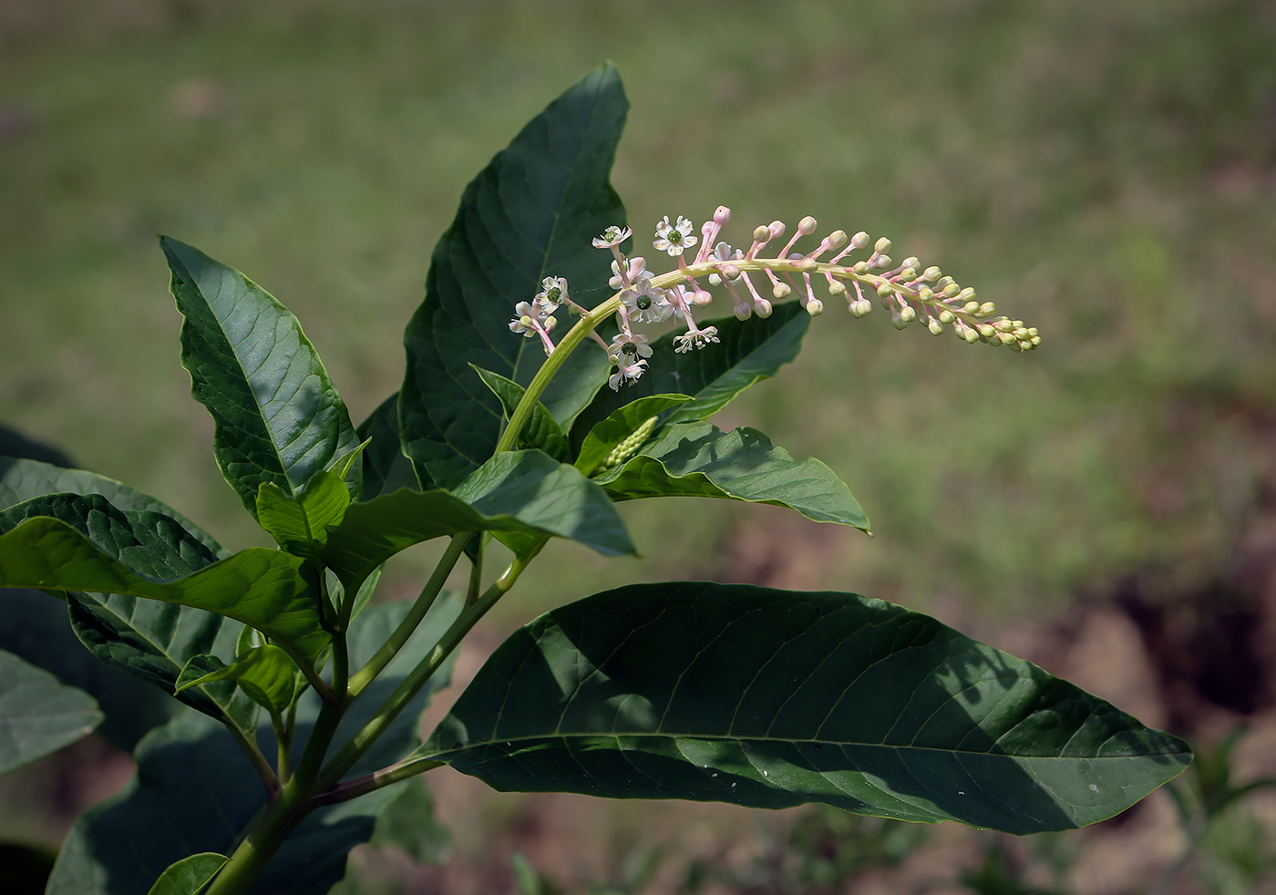 Image of Phytolacca americana specimen.