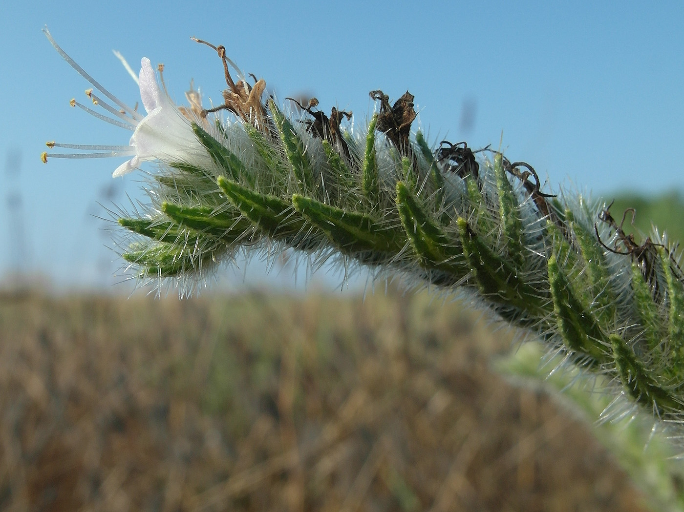 Изображение особи Echium italicum.