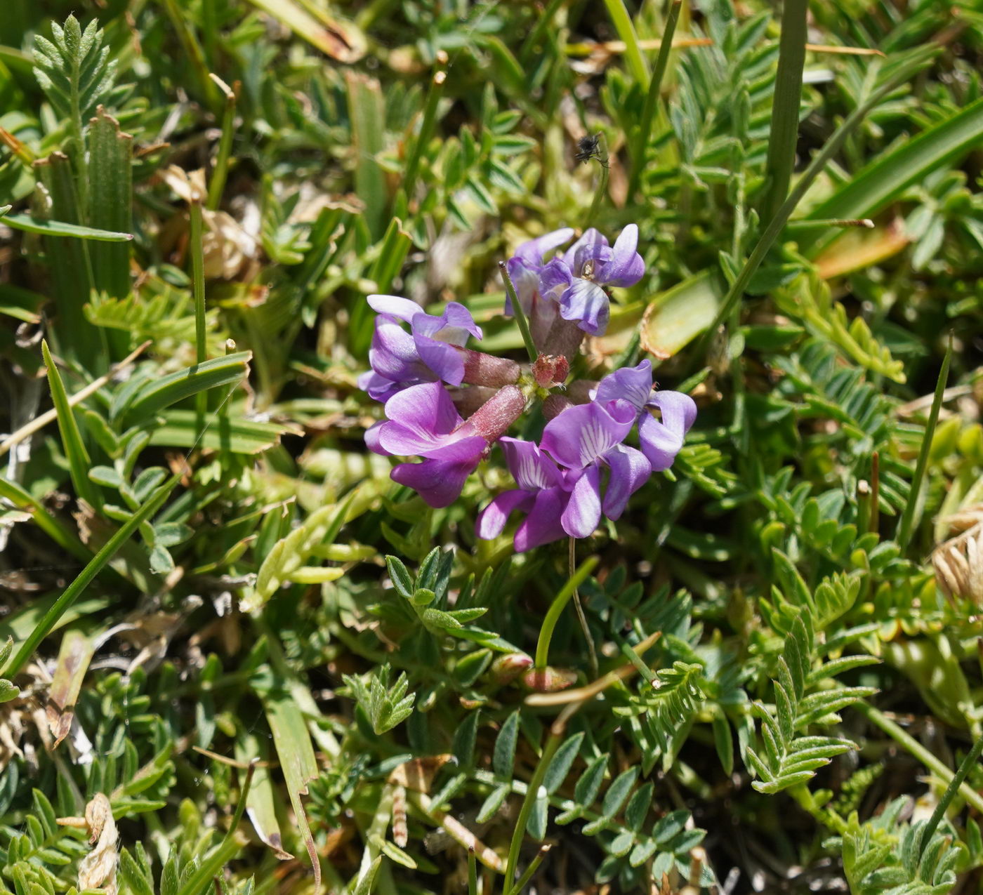 Image of genus Astragalus specimen.