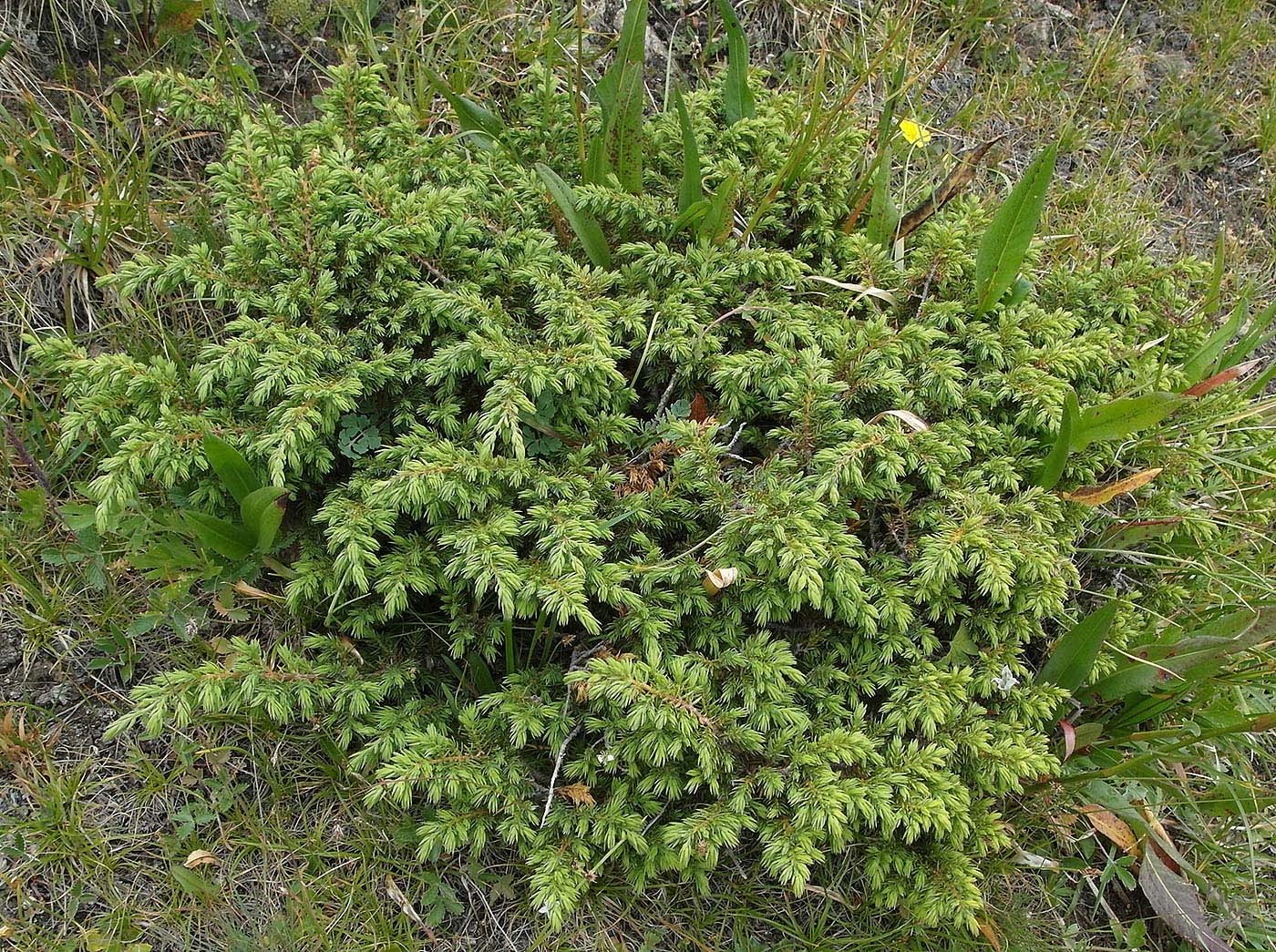 Изображение особи Juniperus sibirica.