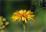 Zinnia elegans. Соцветие (махровая форма). Московская обл., Раменский р-н, окр. дер. Хрипань, садовый участок. 08.08.2025.