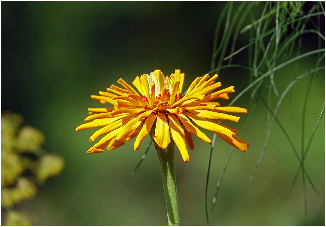 Изображение особи Zinnia elegans.