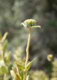 Phlomis fruticosa. Верхушка отцветшего побега. Турция, пров. Мугла, р-н Даламан, округ Капукаргын, п-ов Капыдаг, бухта Явансу (Yavansu Koyu), каменистый склон. 05.05.2025.