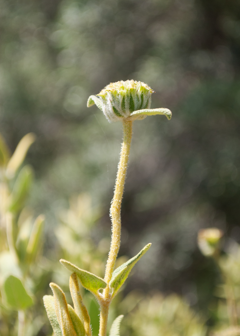 Image of Phlomis fruticosa specimen.