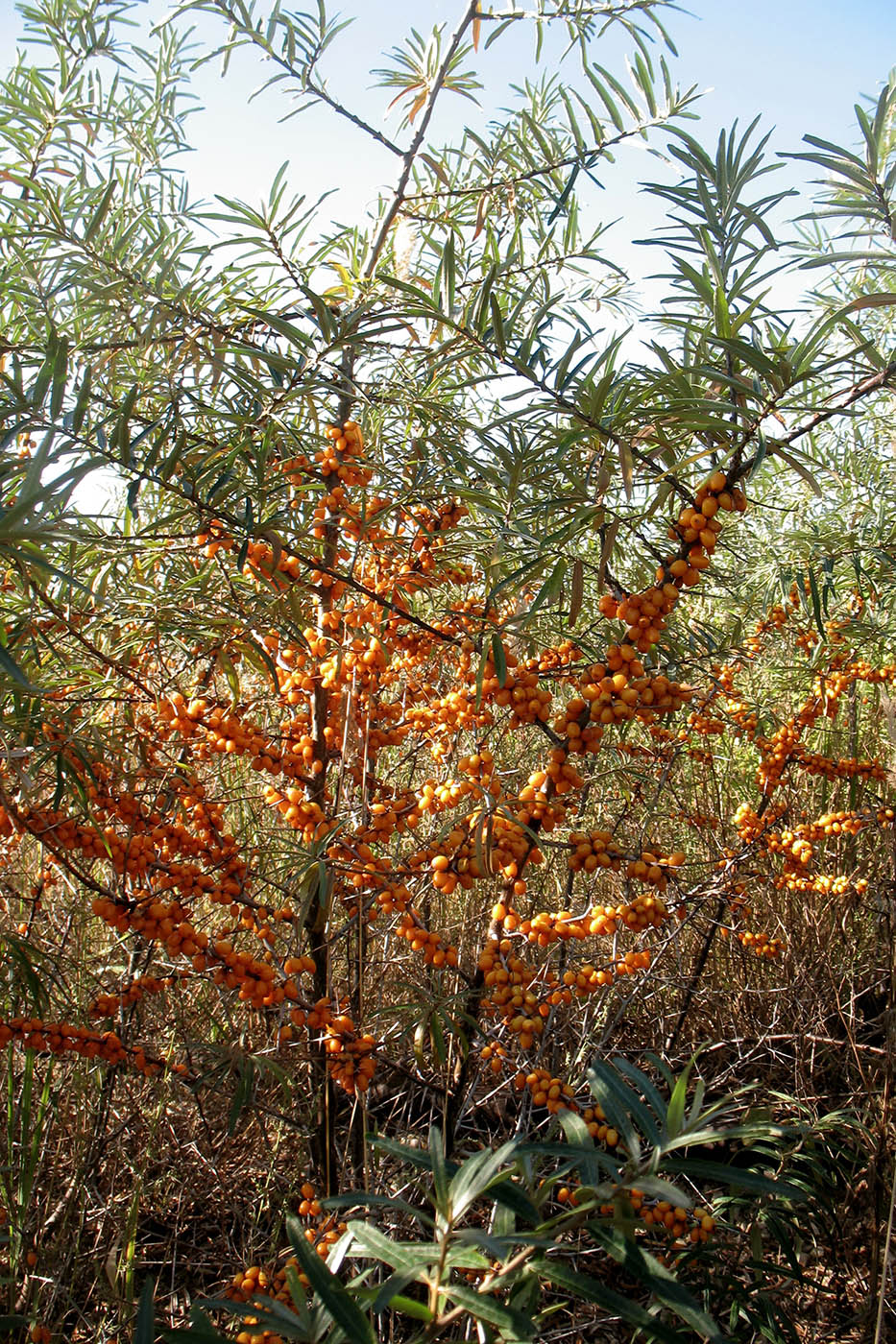 Image of Hippophae rhamnoides specimen.