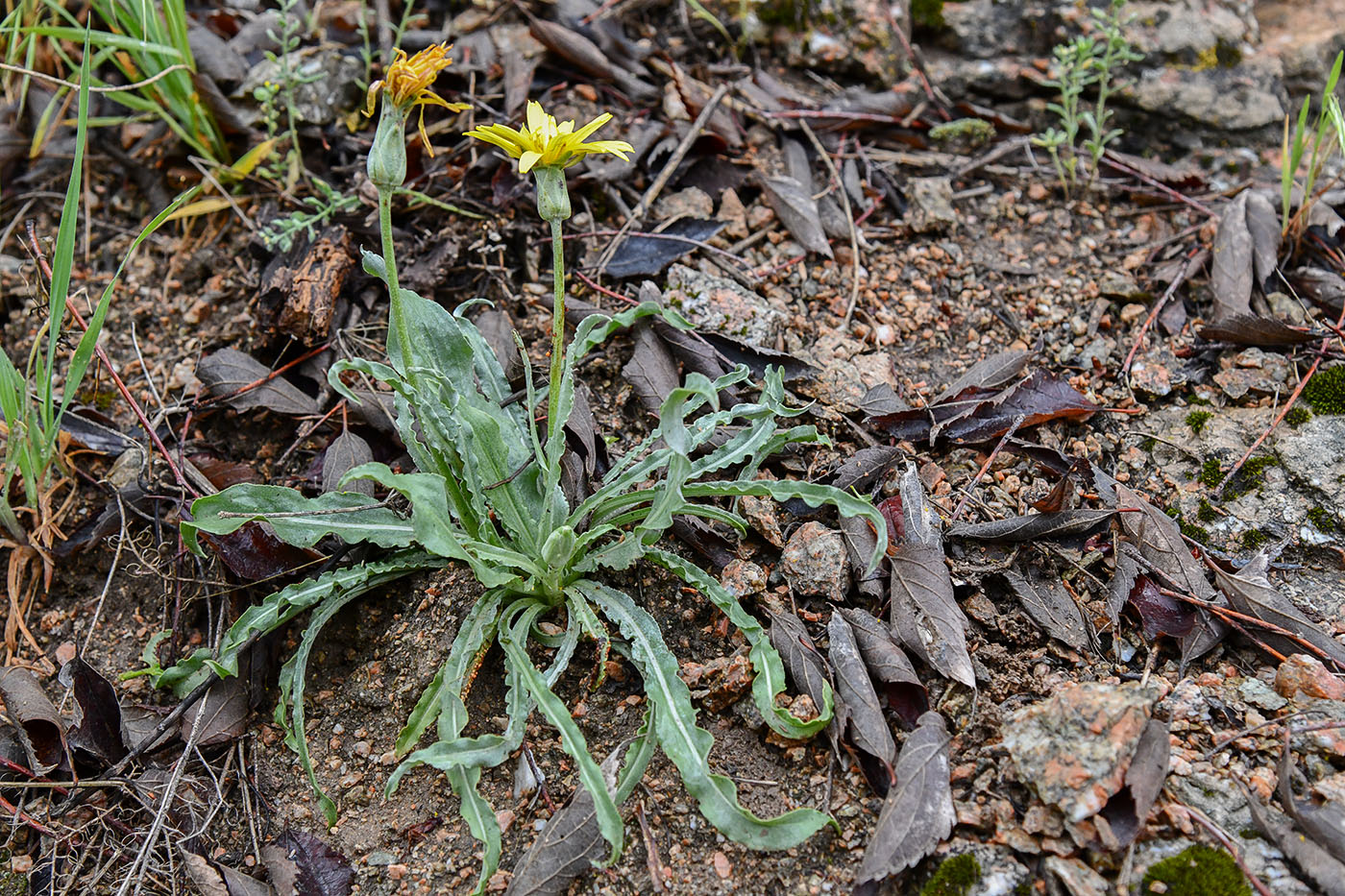 Image of genus Scorzonera specimen.