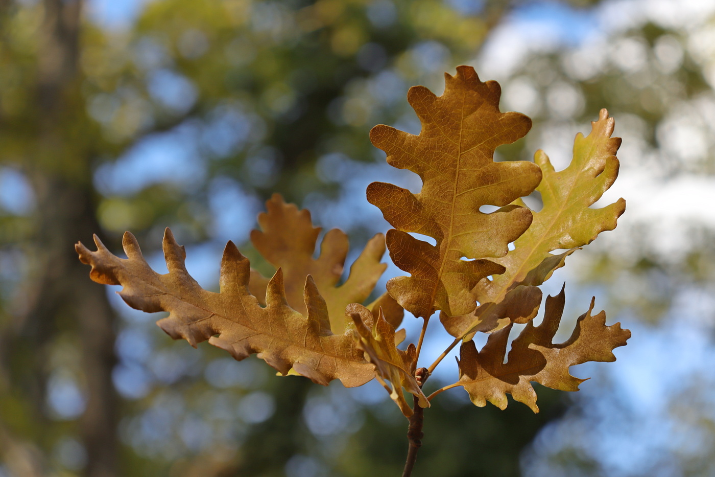 Изображение особи Quercus calcarea.