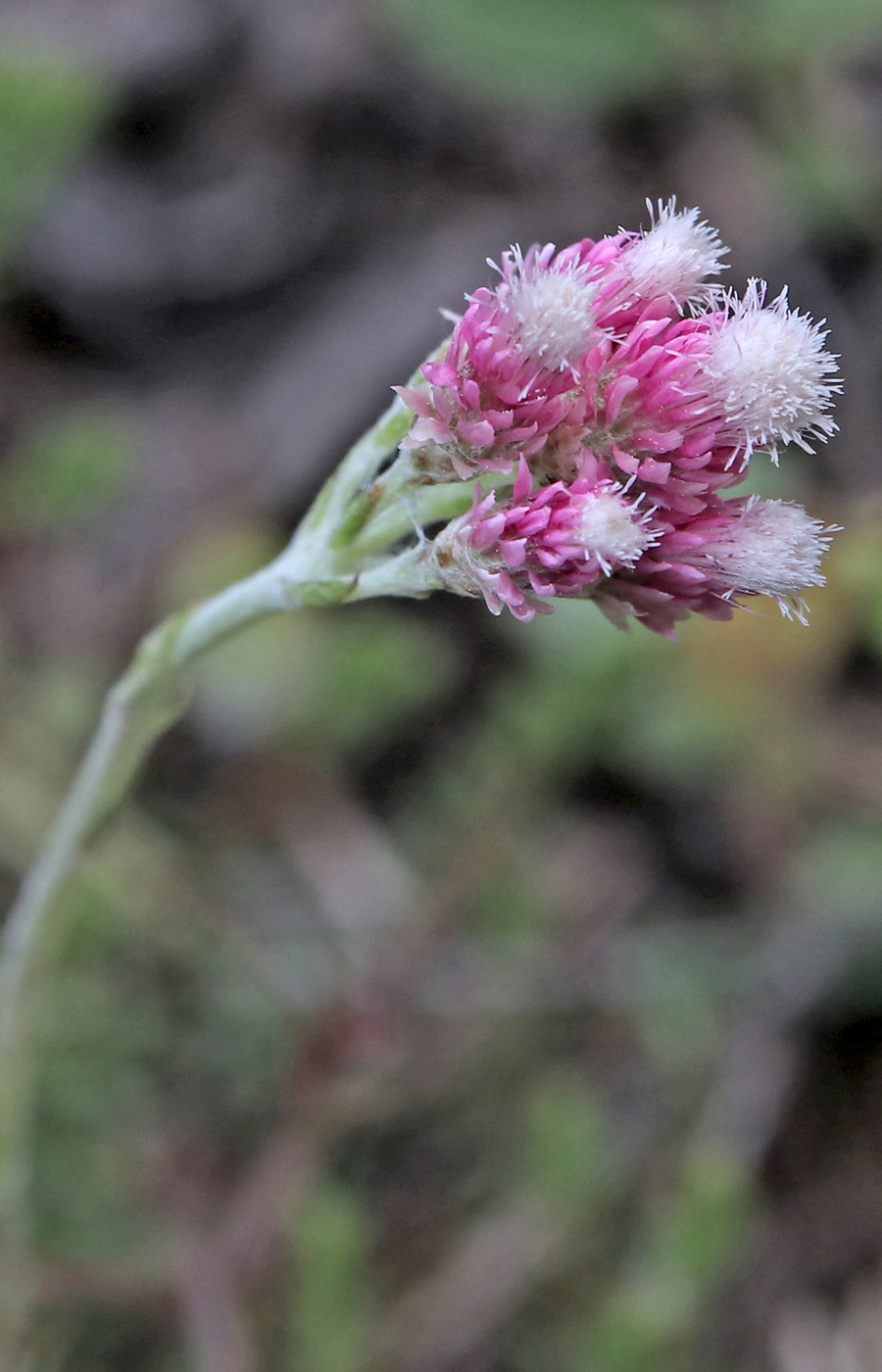 Изображение особи Antennaria dioica.