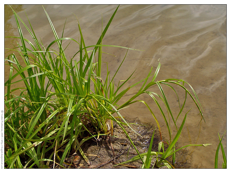 Изображение особи Scirpus radicans.